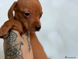 Teckel Miniatura perros Teckel Kaninchen rojo - Anuncio 1