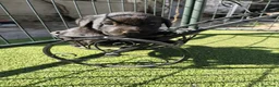 Labrador Retriever perros en venta: LABRADOR - Anuncio 5