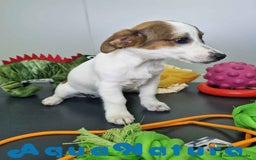 Jack Russell Terrier perros en venta: Jack Russel Hembra JMU 7728 AQUANATURA - Imagen 5