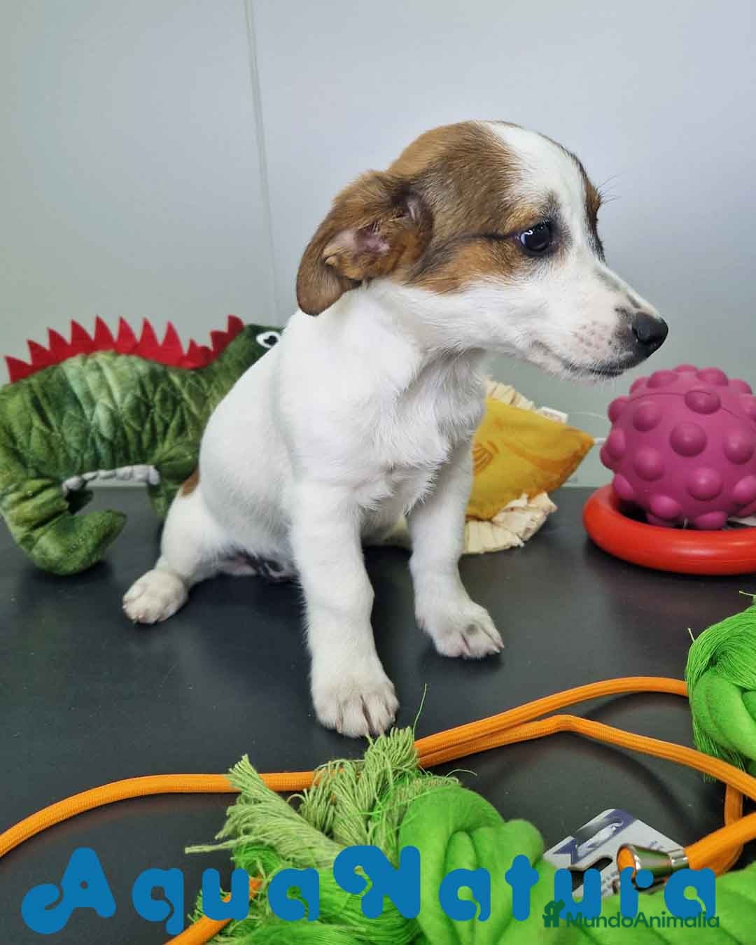 Jack Russell Terrier perros en venta: Jack Russel Hembra JMU 7728 AQUANATURA - Imagen 5