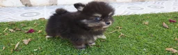 Pomerania perros en venta: Pomerania Toy Top  - Anuncio 24