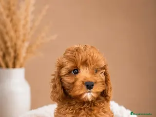 Cavapoo perros CAVAPOO ROJO MACHO CACHORRO ✨ - Anuncio 2