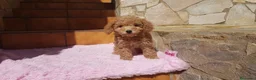 Caniche Toy perros en venta: Caniches pequeñitos  en Barcelona - Anuncio 4