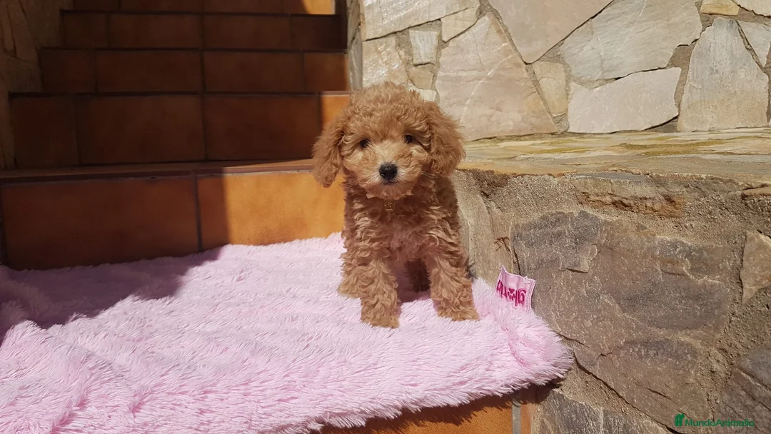 Caniche Toy perros en venta: Caniches pequeñitos  en Barcelona - Anuncio 4