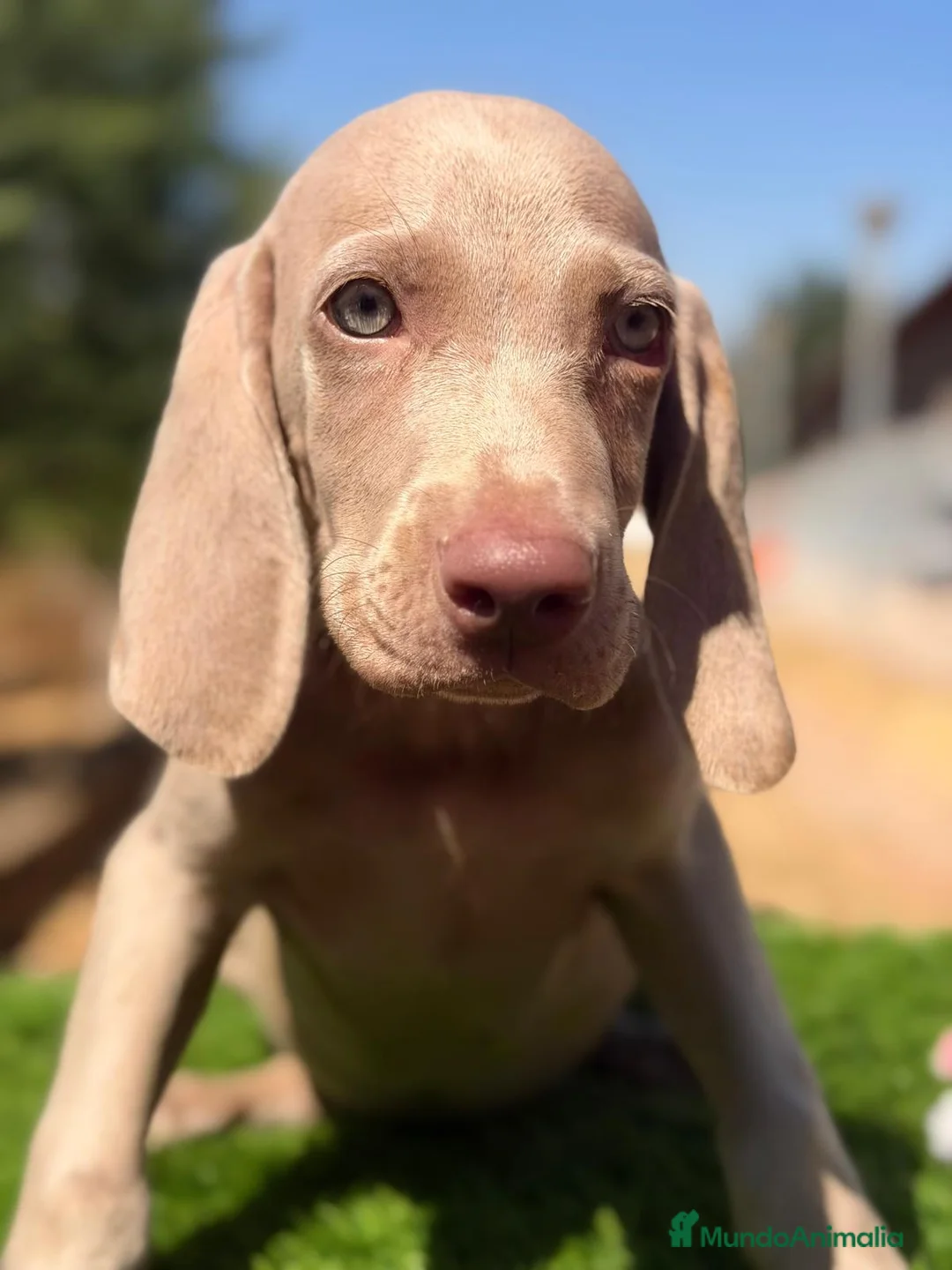 Weimaraner perros en venta: BRACO DE WEIMAR MACHOS - Anuncio 5