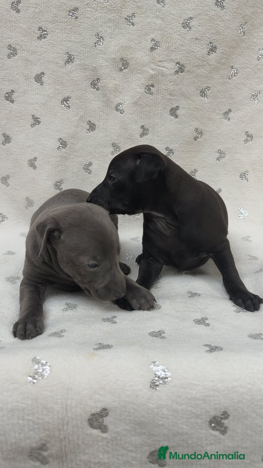 Pequeño Lebrel Italiano perros en venta: Pequeño lebrel Italiano macho - Anuncio 3