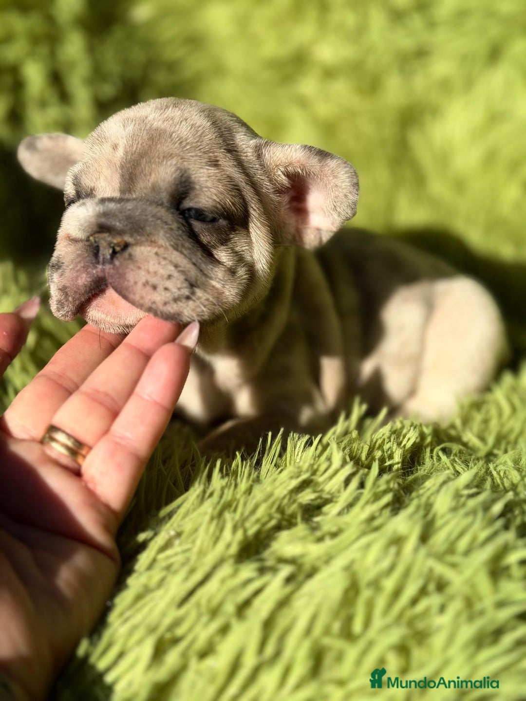 Bulldog Francés perros en venta: BULLDOG EXÓTICA BIG ROPE - Anuncio 7