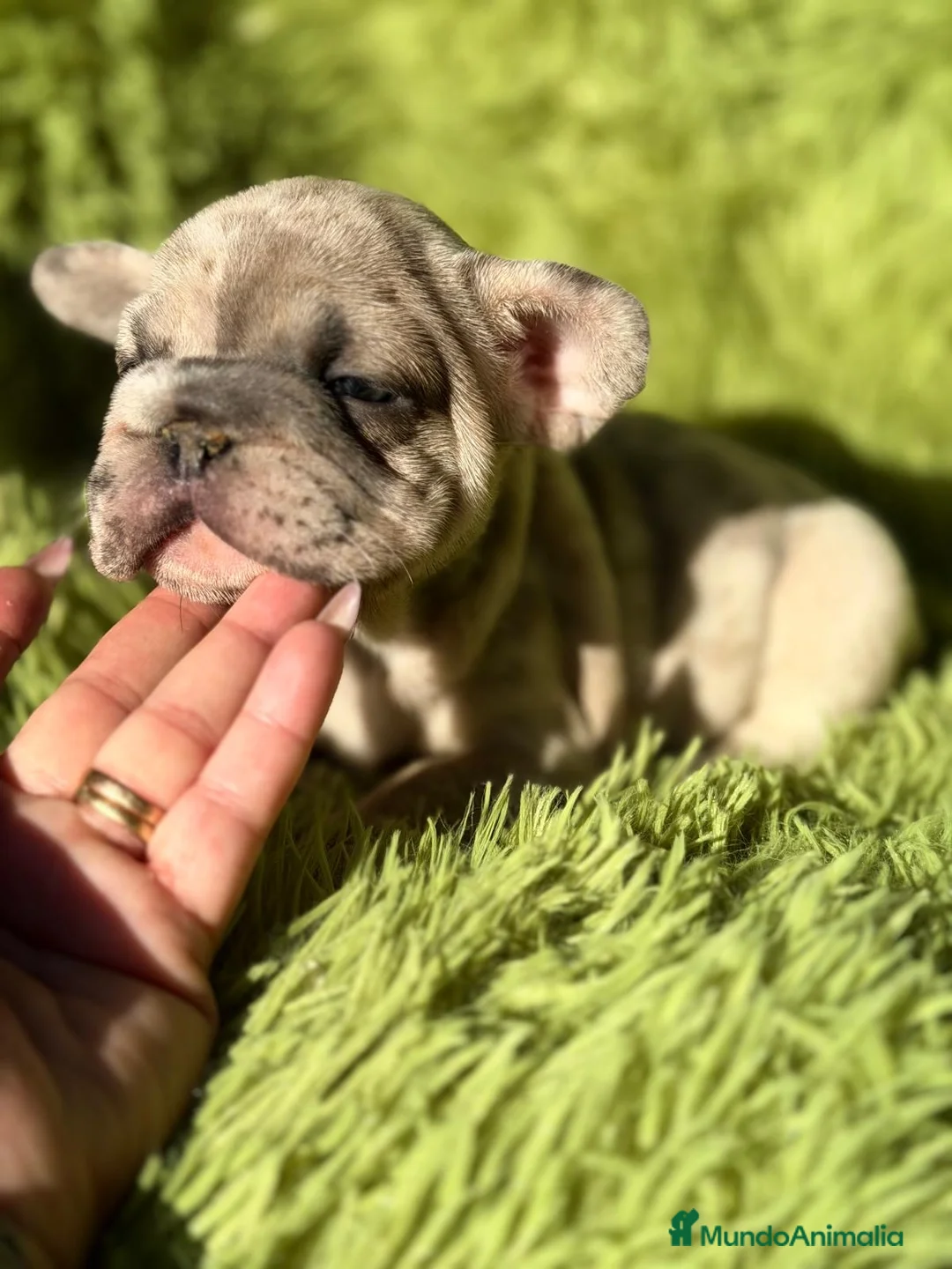 Bulldog Francés perros en venta: BULLDOG EXÓTICA BIG ROPE - Anuncio 7