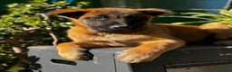 Pastor Belga Malinois perros en venta: Pastor Belga Malinois - Anuncio 15