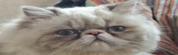 Persa gatos en venta: Persas mallorca - Anuncio 3