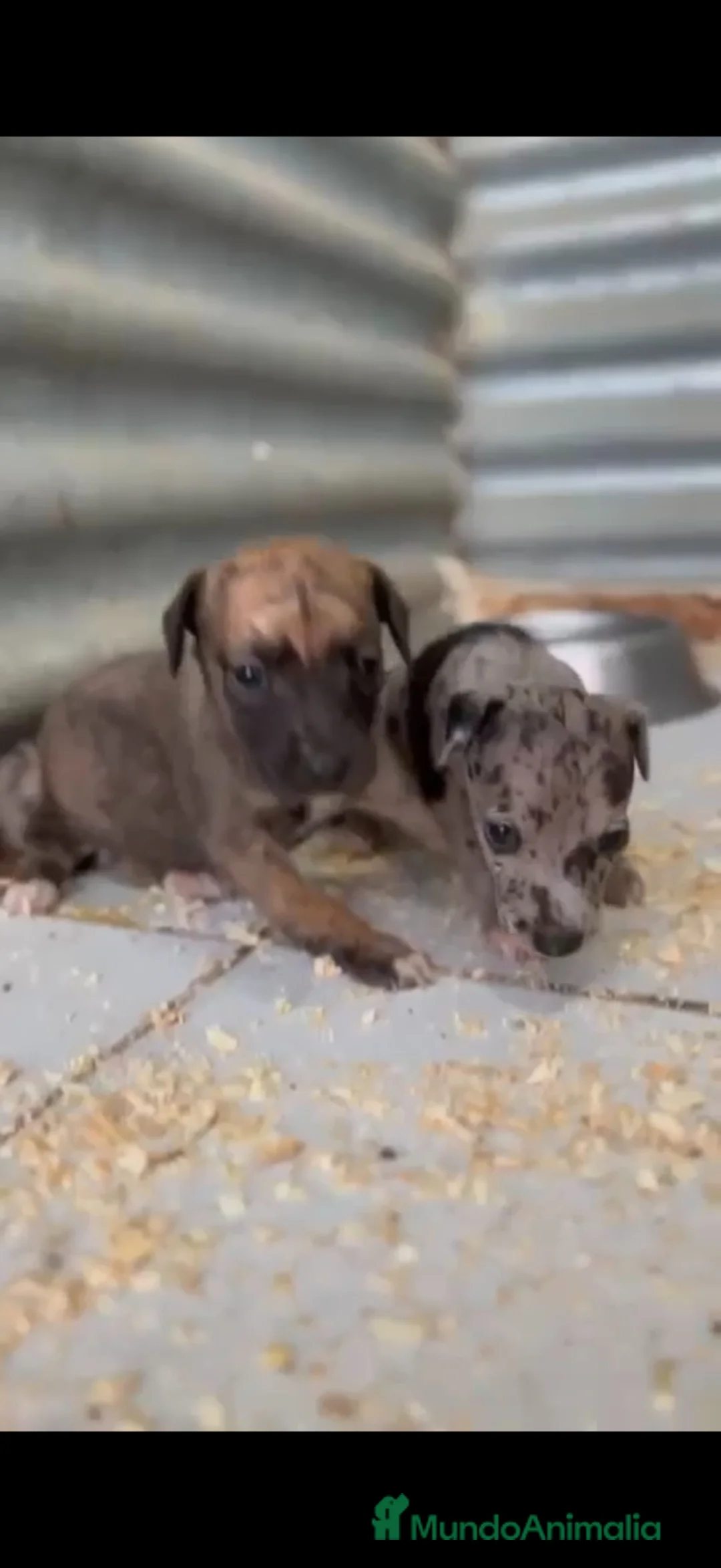 Whippet perros en venta: Whipper hembras  - Anuncio 2