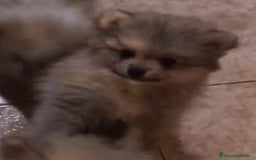 Pomerania perros en venta: CAMADA POMERANIA  - Imagen 3
