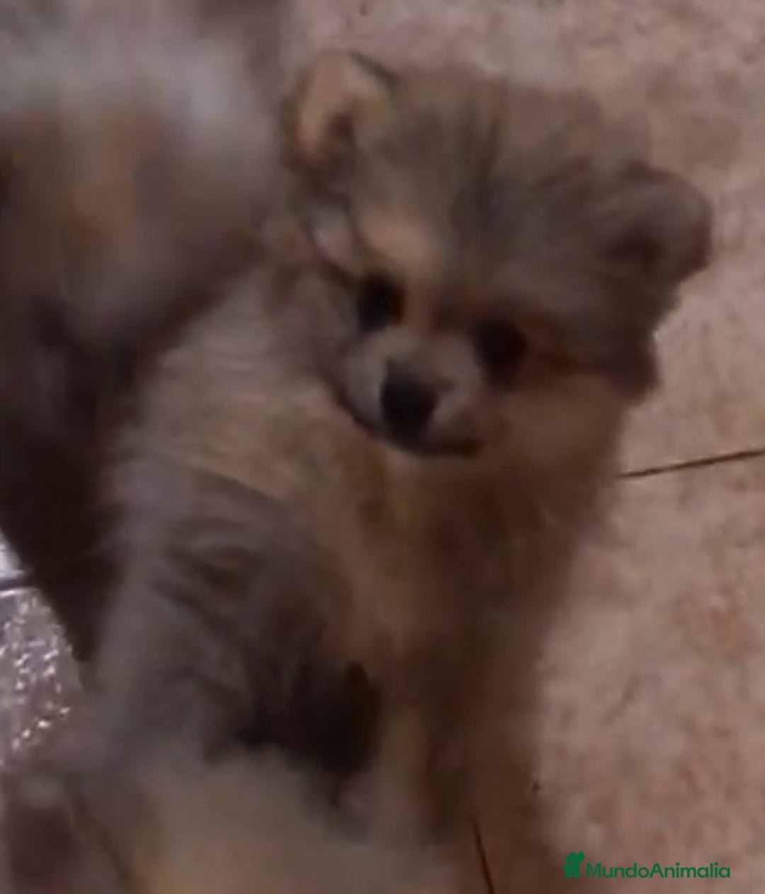 Pomerania perros en venta: CAMADA POMERANIA  - Imagen 3
