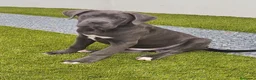 Cane Corso perros en venta: Cane corso  - Anuncio 1