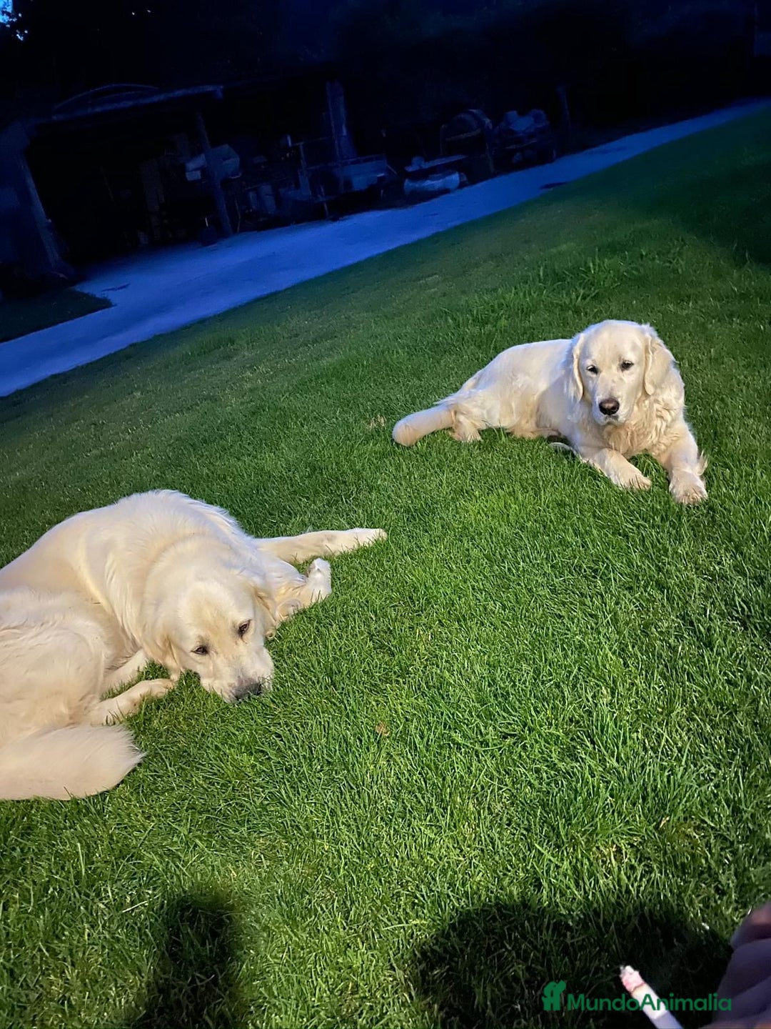 Golden Retriever perros en venta: Golden retriever - Imagen 3