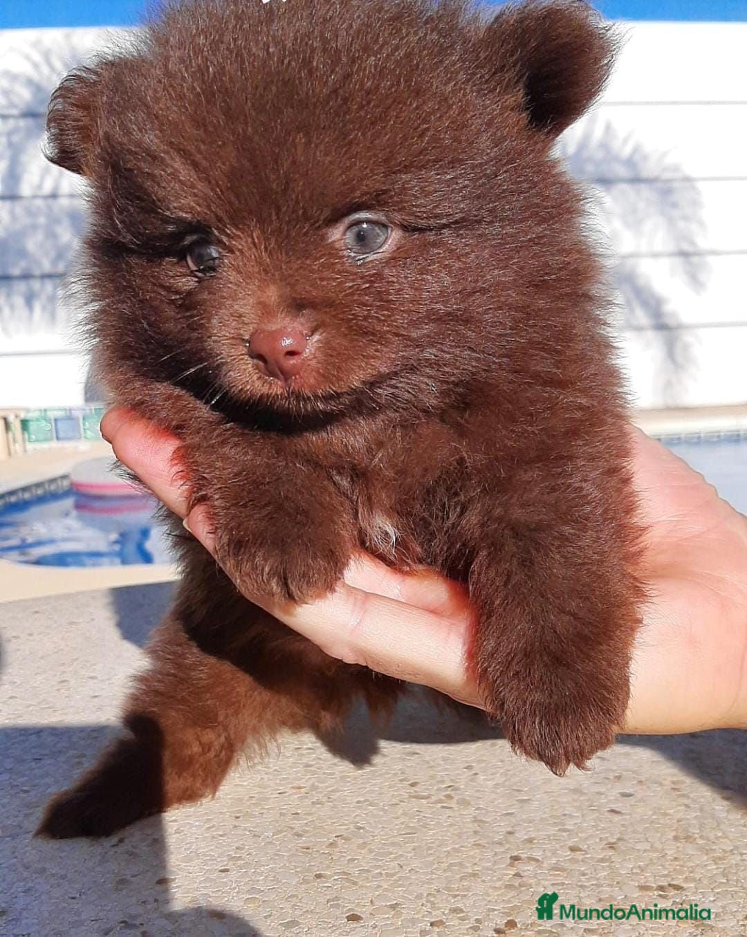 Pomerania perros Pomeranias - Anuncio 2