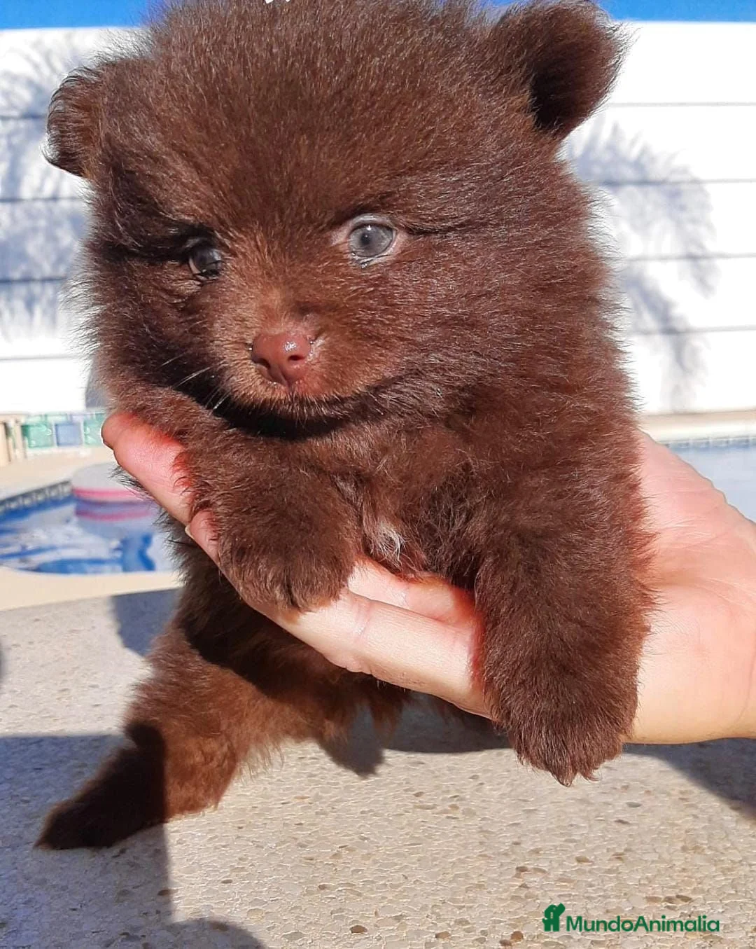 Pomerania perros en venta: Pomeranias - Anuncio 1