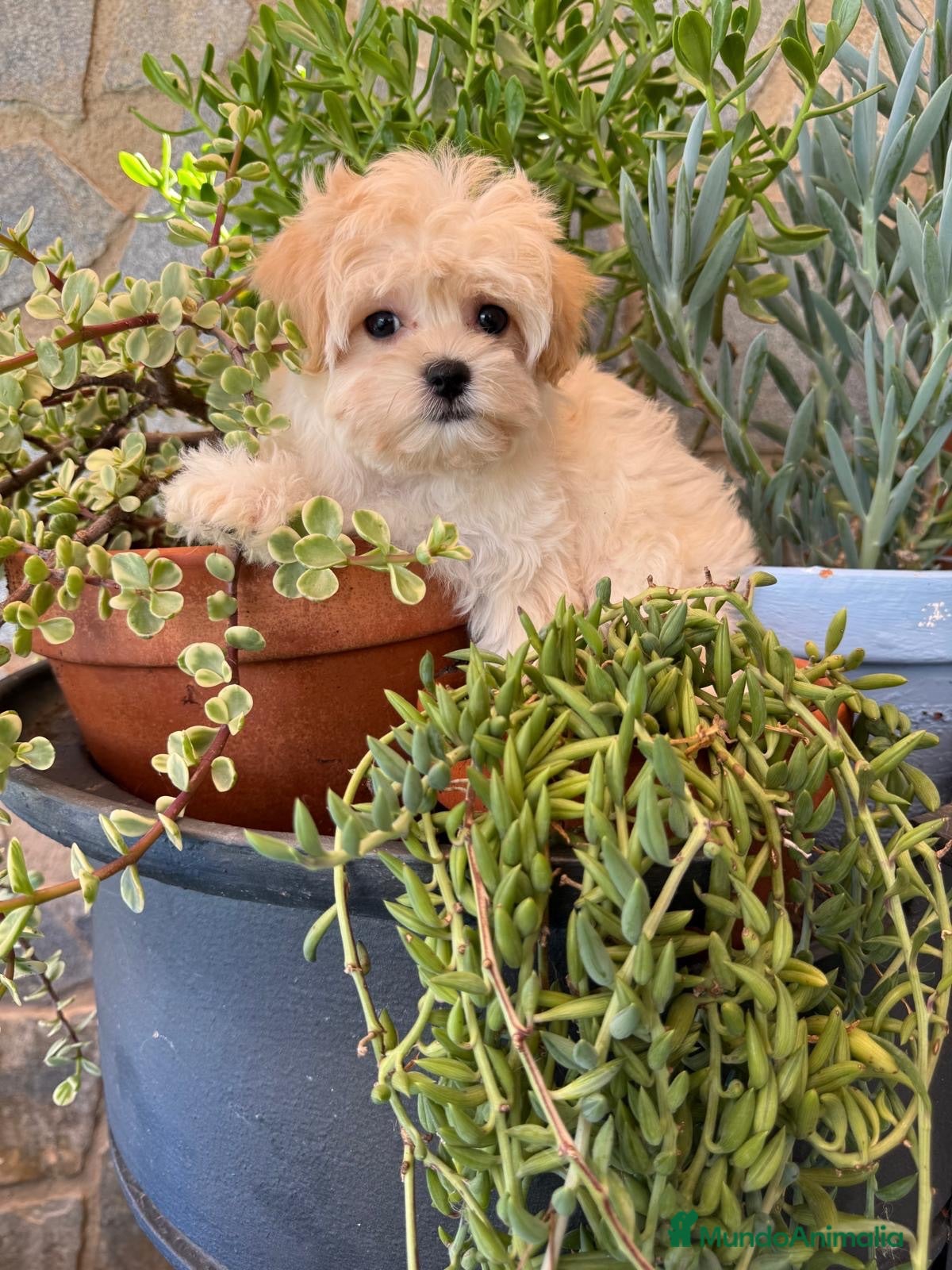 Maltipoo perros Maltipoo varios cachorros disponibles  - Anuncio 1