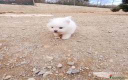 Pomerania perros en venta: MACHITO CHIQUITIN DE POMERANIA - Anuncio 1