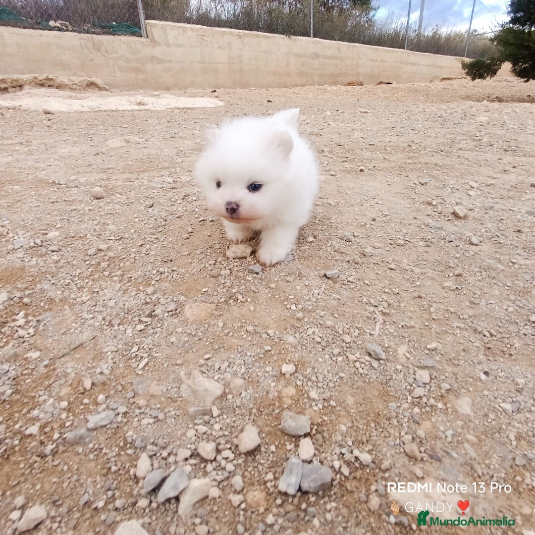 Pomerania perros en venta: MACHITO CHIQUITIN DE POMERANIA - Anuncio 1