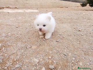 Pomerania perros MACHITO CHIQUITIN DE POMERANIA - Anuncio 6