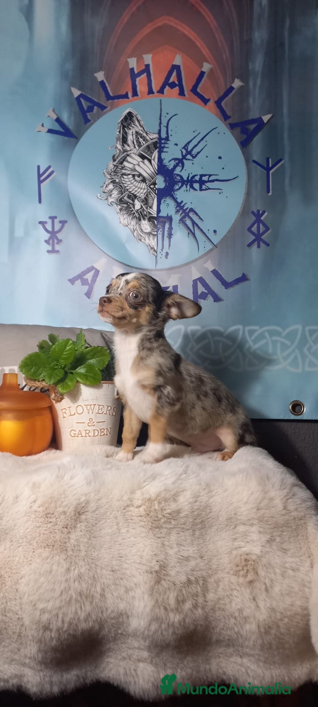Chihuahua perros en venta:  Machos preciosos de chihuahua cabeza venado  - Imagen 10