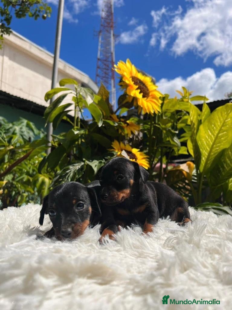 Pinscher Miniatura perros PINSCHER BARCELONA !! - Anuncio 2