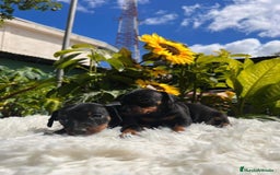 Pinscher Miniatura perros en venta: PINSCHER BARCELONA !! - Anuncio 2