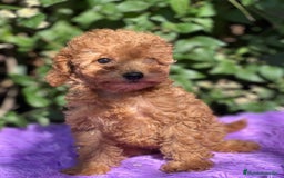Caniche Toy perros en venta: Caniche toy roja  - Imagen 3