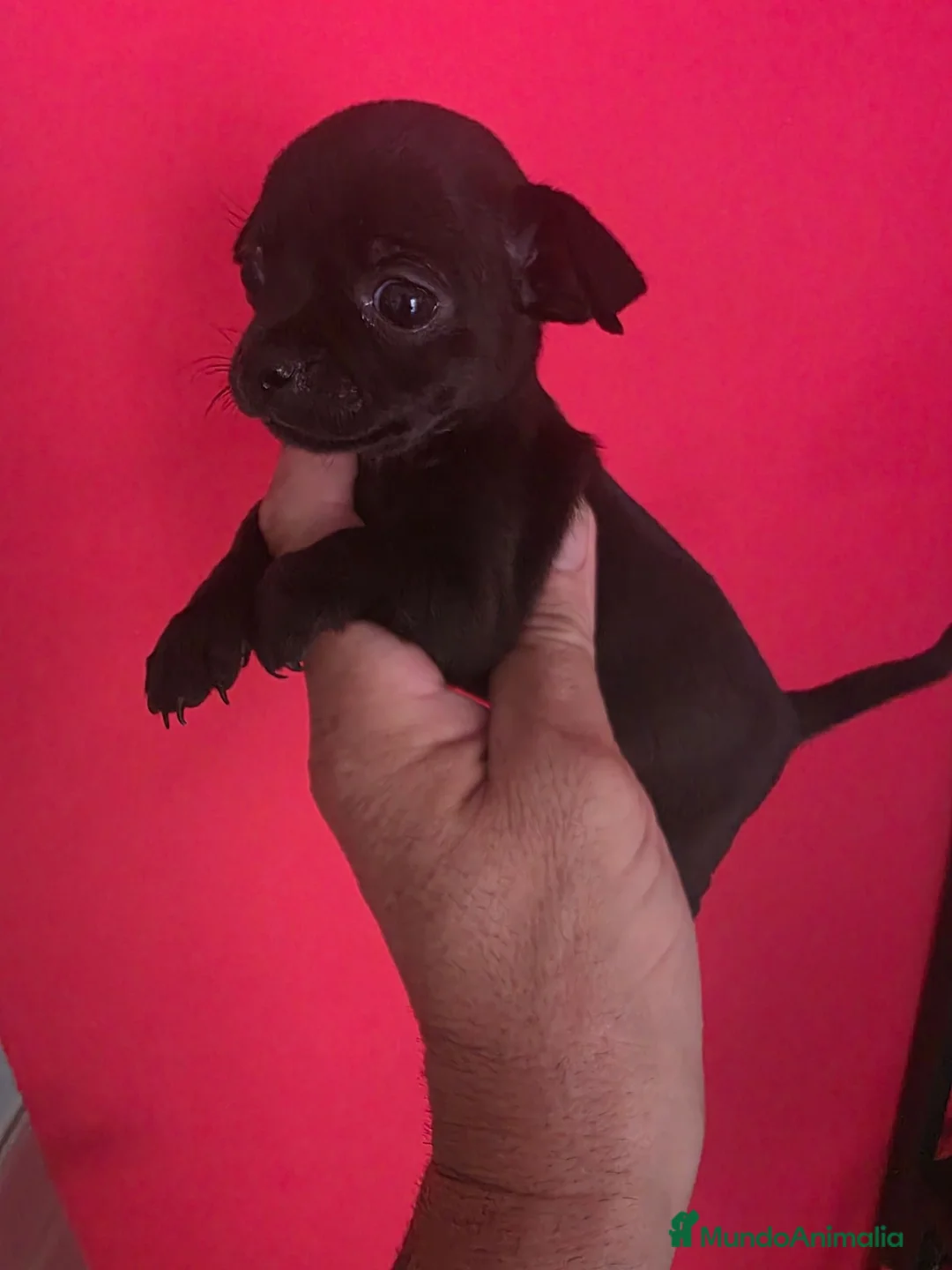 Chihuahua perros en venta: Chihuahuas toy - Anuncio 2
