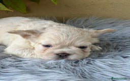 Bulldog Francés perros en venta: BULLDOG FRANCÉS FLUFFY PLATINUM - Imagen 1