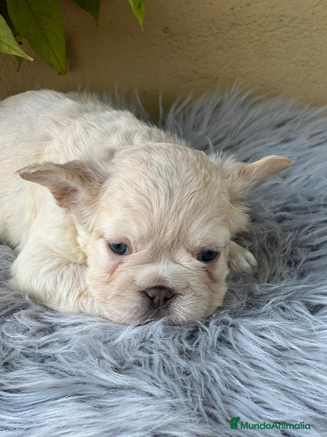 Bulldog Francés perros en venta: BULLDOG FRANCÉS FLUFFY PLATINUM - Imagen 1