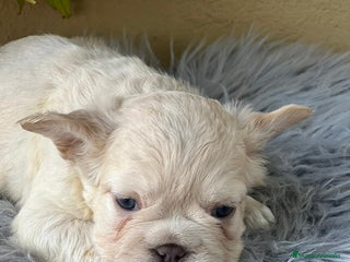 Bulldog Francés perros - Anuncio 9