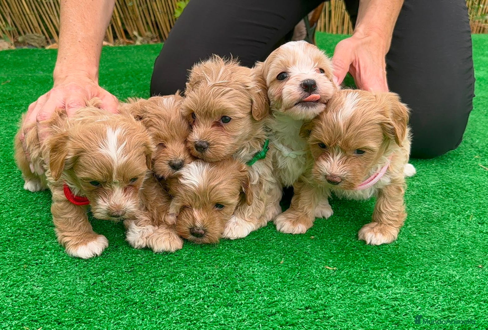 Maltipoo perros Maltipoo - Anuncio 1