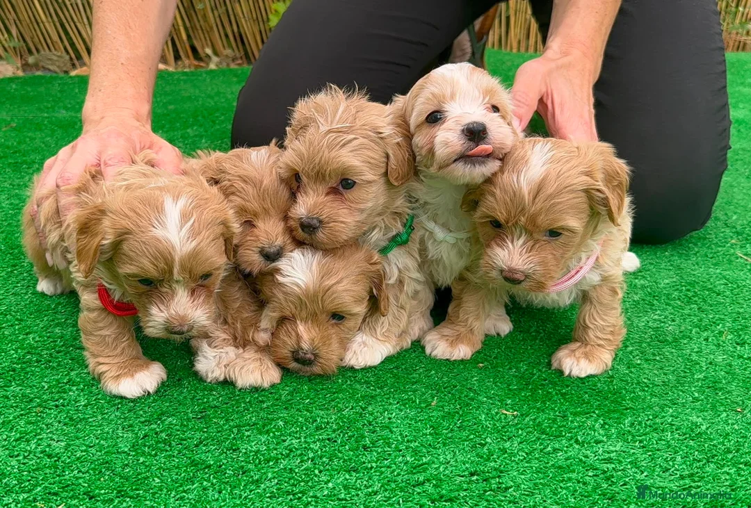 Maltipoo perros en venta: Maltipoo - Anuncio 1