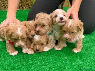 Maltipoo perros Maltipoo - Anuncio 2