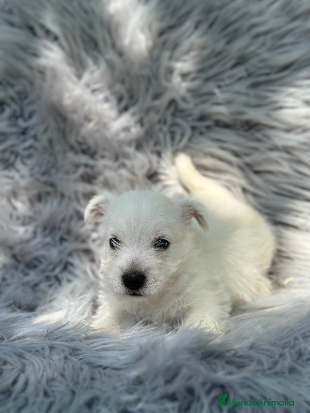 West Highland White Terrier perros en venta: WEST HISDLAND TERRIER - Imagen 3