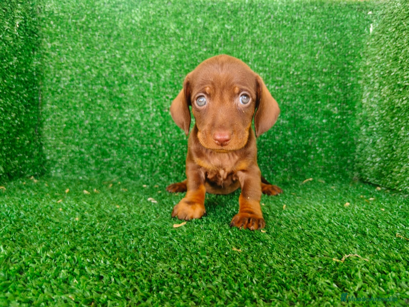 Teckel Miniatura perros teckel miatura - Anuncio 3