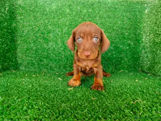 Teckel Miniatura perros teckel miatura - Anuncio 1