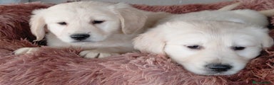 Golden Retriever Cachorro 1