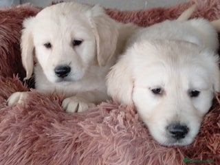 Golden Retriever perros Golden retriever - Anuncio 5