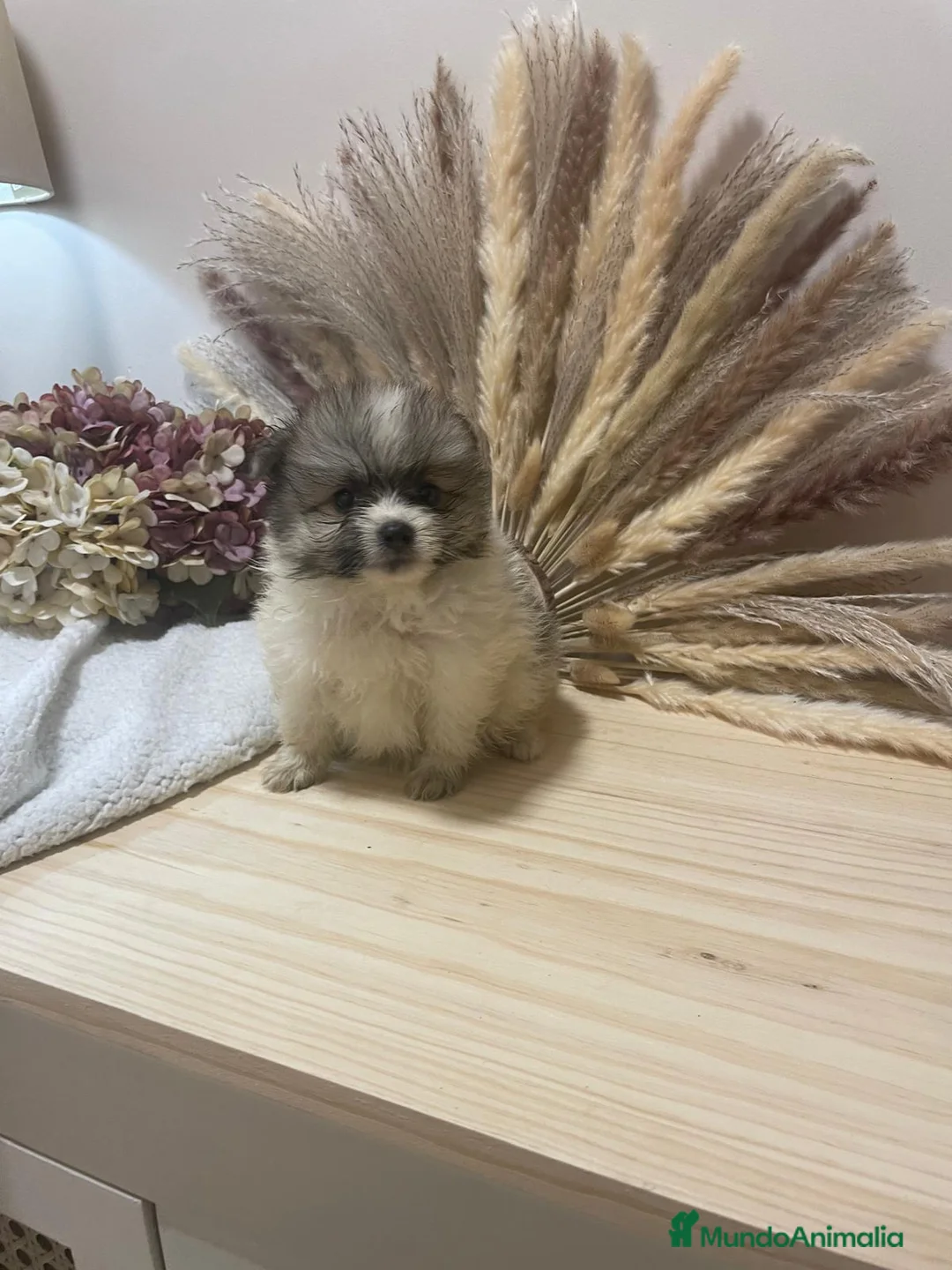 Pomerania perros en venta: pomerania  - Anuncio 3