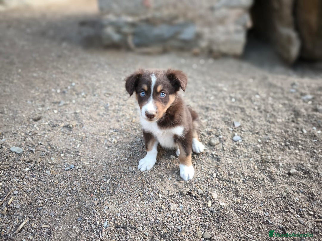 Border Collie perros en venta: Cachorros border collie color chocolate  - Imagen 7