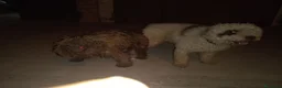 Perro de Agua Español perros en venta: Perros de agua  - Anuncio 8