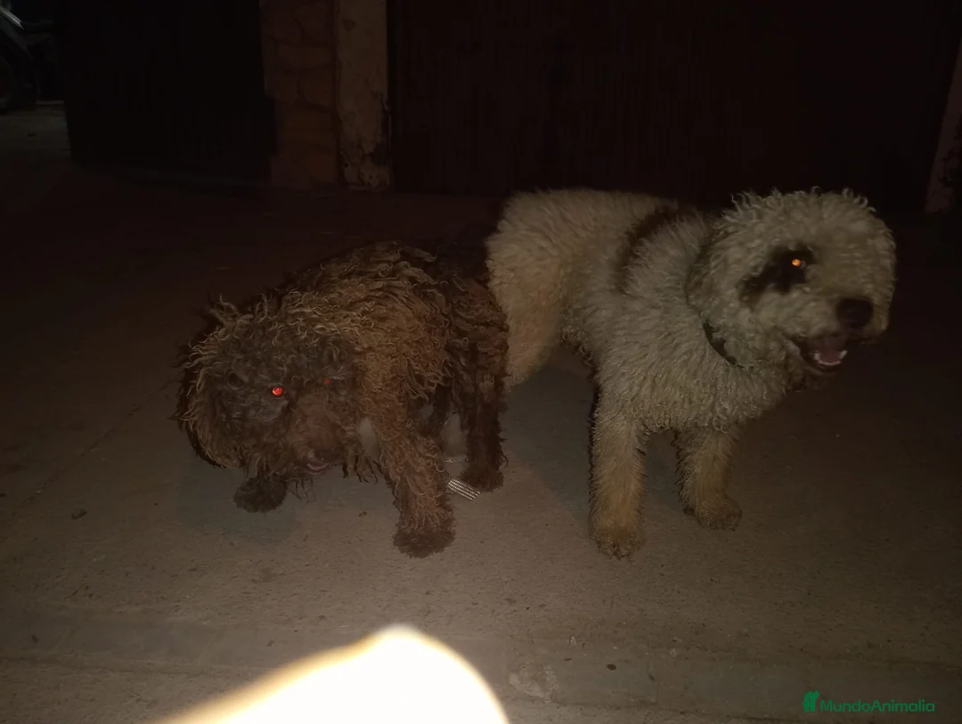 Perro de Agua Español perros en venta: Perros de agua  - Anuncio 8