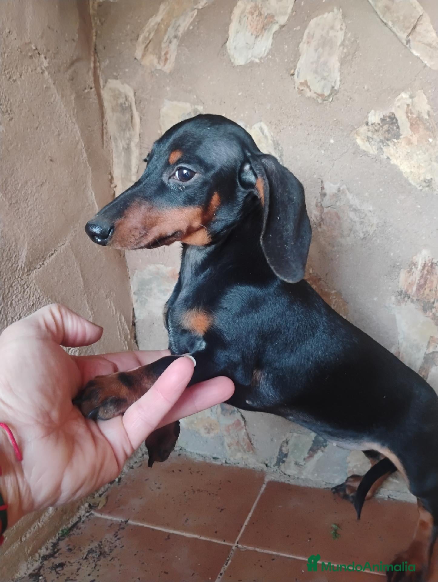 Teckel Miniatura perros en venta: Cachorrita teckel miniatura  - Anuncio 1