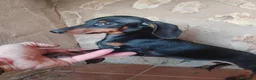 Teckel Miniatura perros en venta: Cachorrita teckel miniatura  - Anuncio 1