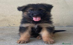 Pastor Alemán perros en venta: CACHORROS DE PASTOR ALEMÁN  - Imagen 3