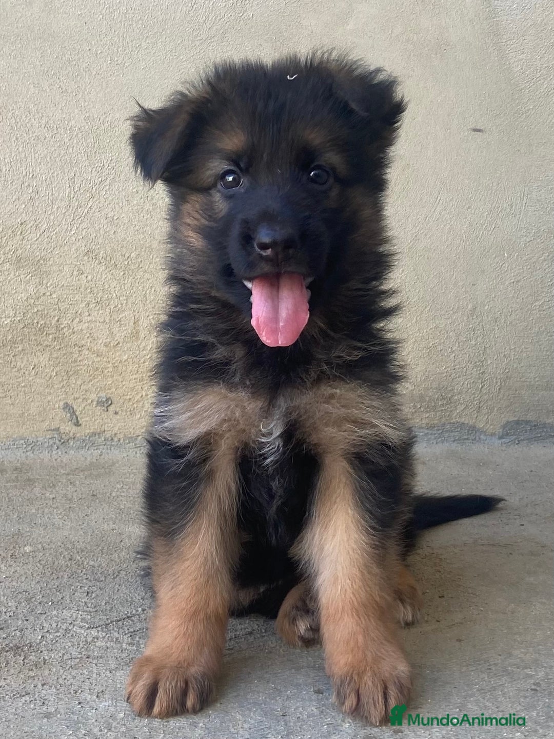 Pastor Alemán perros en venta: CACHORROS DE PASTOR ALEMÁN  - Imagen 3