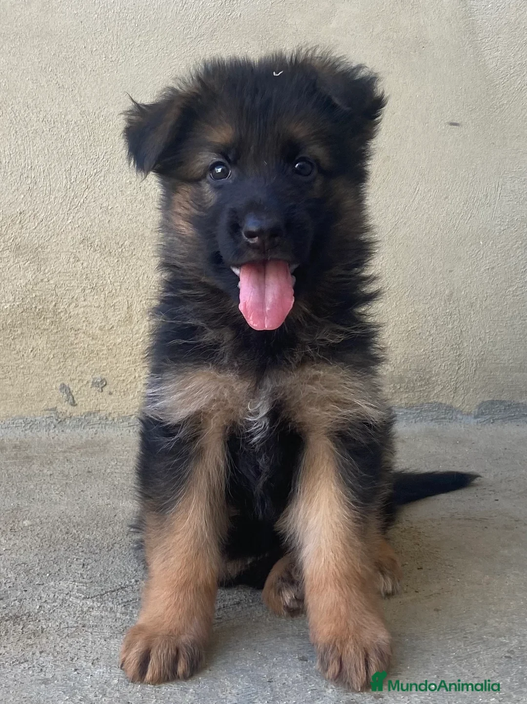 Pastor Alemán perros en venta: CACHORROS DE PASTOR ALEMÁN  - Anuncio 3